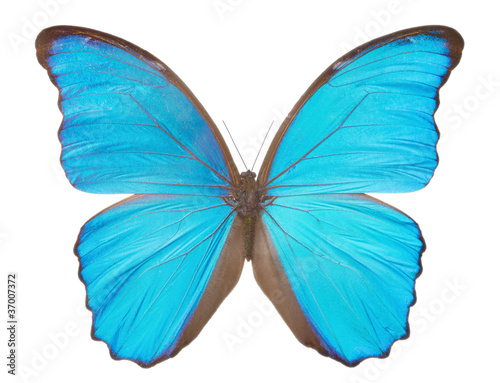 Photo: Morpho butterfly(Morpho didius). Morpho butterfly(Morpho didius).