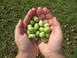 Olives in the hands, aceitunas recogidas.