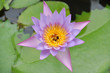 closeup of purlpe water lily in a pond closeup of purlpe water lily in a pond