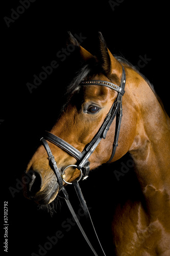 Photo: Pferd Pferd