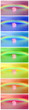 Chakra colors of lily flower under rainbow