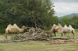 Bactrian Camels at fed