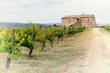 Foto: Tuscany vineyard Tuscany vineyard