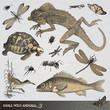 Collection of small wild animals