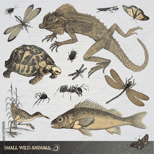 Vector: Collection of small wild animals Collection of small wild animals