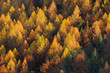 Herbstwald