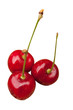 Cerises sur fond blanc
