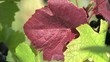 WEINBLATT