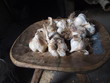 Garlic bulbs with roots and skin Garlic bulbs with roots and skin