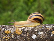 snail on a fence snail on a fence