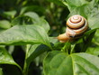 snail is climbing up snail is climbing up