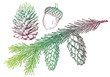 fir tree with pine cone, vector