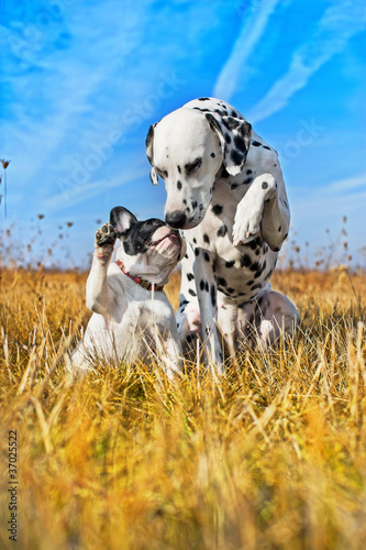 Photo: Best dog friends playing Best dog friends playing