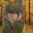 Foto: Baumherz Baumherz