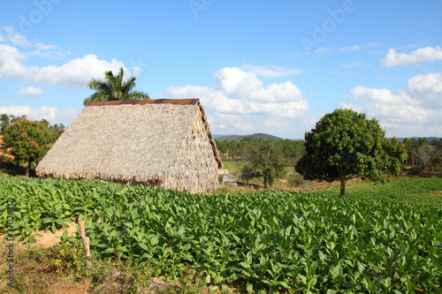 Photo: Tobacco plantation in Cuba - Vinales National Park Tobacco plantation in Cuba - Vinales National Park