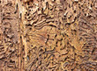 Bark texture