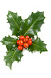 Real holly berries and leave