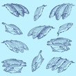 Set fresh sea fishes
