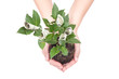 Money tree
