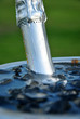 Champain in ice