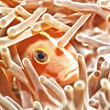 Anemonefish closeup