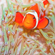Clownfish