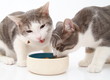 Katzenmahlzeit
