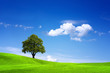 Beauty in nature