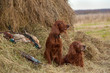 Successful bird shoot Successful bird shoot