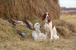 Successful bird shoot Successful bird shoot