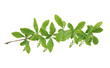 Branch