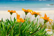 Orange Flowers on the White sand Beach