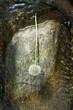 Dandelion flower on rock surfacing out of water