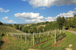 Hills and vineyards of Piedmont. Northern Italy. Hills and vineyards of Piedmont. Northern Italy.