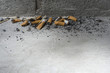 Discarded cigarette butts on ground