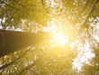 Golden Sun Through Forest