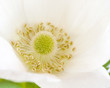 Anemone