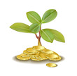 money tree, grows from golden coins