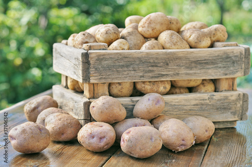 Foto: Potatoes in a box. Potatoes in a box.