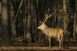 cerf