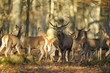 cerf et biches