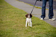Curious Springer Spanial Puppy