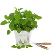 Lemon Balm Herb with Secateurs