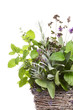Foto: Herbs in a Basket Herbs in a Basket