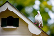 White pigeon on top of a dovecote