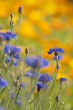 Flowering meadow