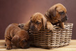 Photo: Young happy dogs in basket on wooden floor Young happy dogs in basket on wooden floor