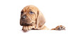 Photo: Single young, beautiful dog send a message! Single young, beautiful dog send a message!