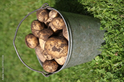 Photo: Potatoes in the bucket Potatoes in the bucket
