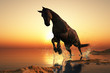 Photos : Horse.